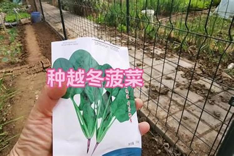 小菜多大可以施肥