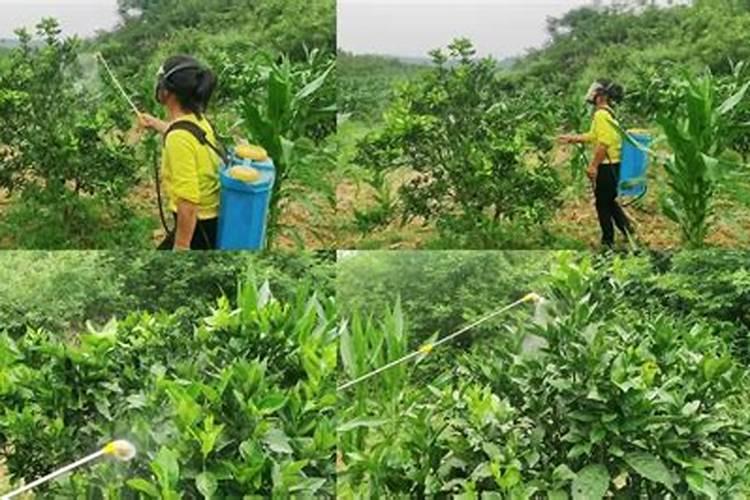 柑橘苗叶面肥施药方法 柑橘专用叶面肥应该如何施用