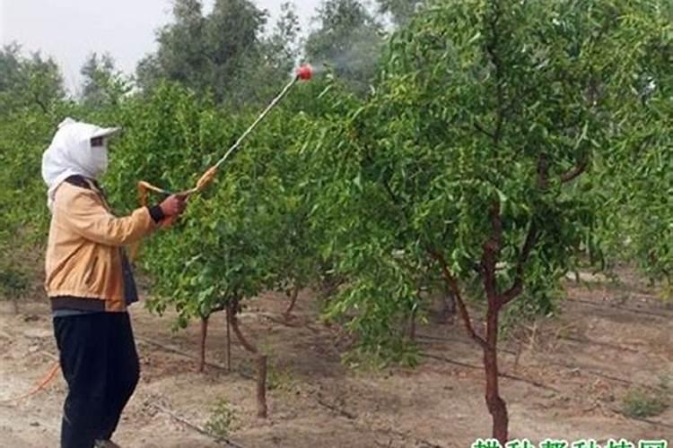对枣树施肥离树根多远最好