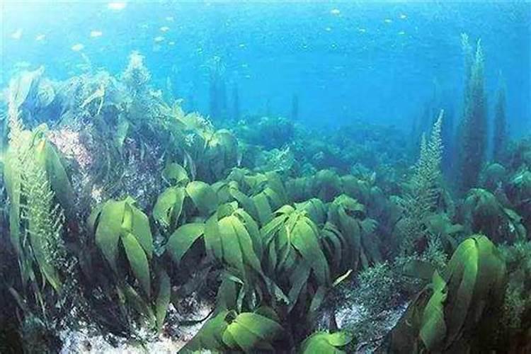 海藻肥属于什么肥料 附使用方法
