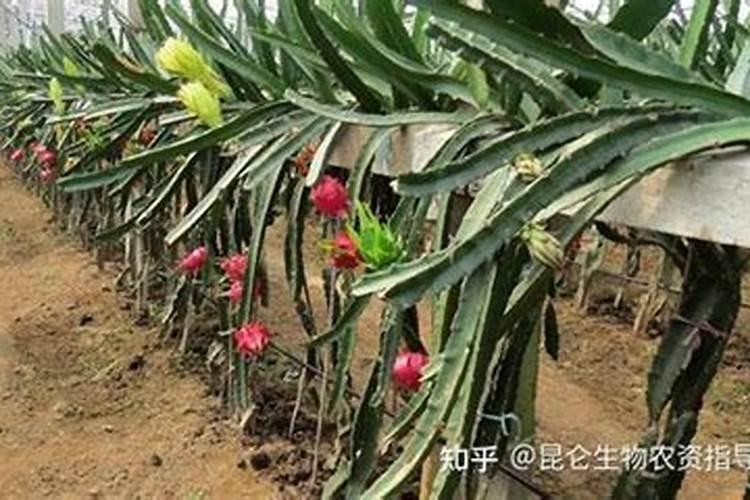 火龙果施什么肥最好 适合用什么肥料
