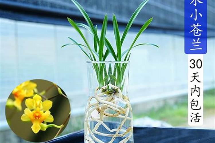花多多可以水培吗