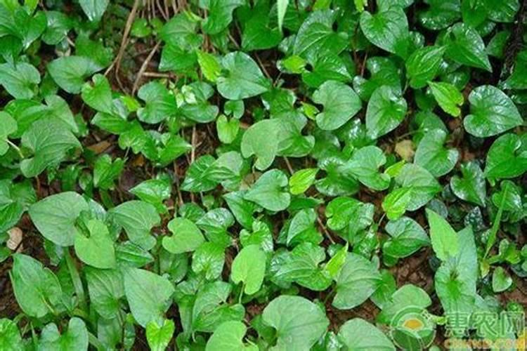 种鱼腥草用什么肥料最好