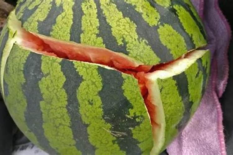 西瓜爆炸的原因