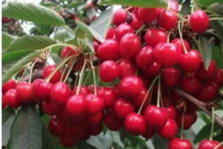 中国有哪些啤酒厂