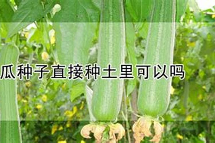 丝瓜秧长得太细怎么办