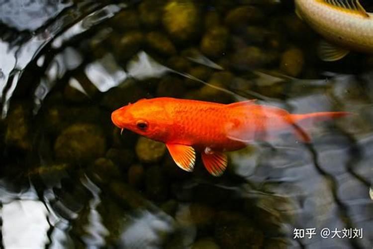 鱼塘里可以撒化肥喂鱼吗？撒什么化肥？计量是多少？？
