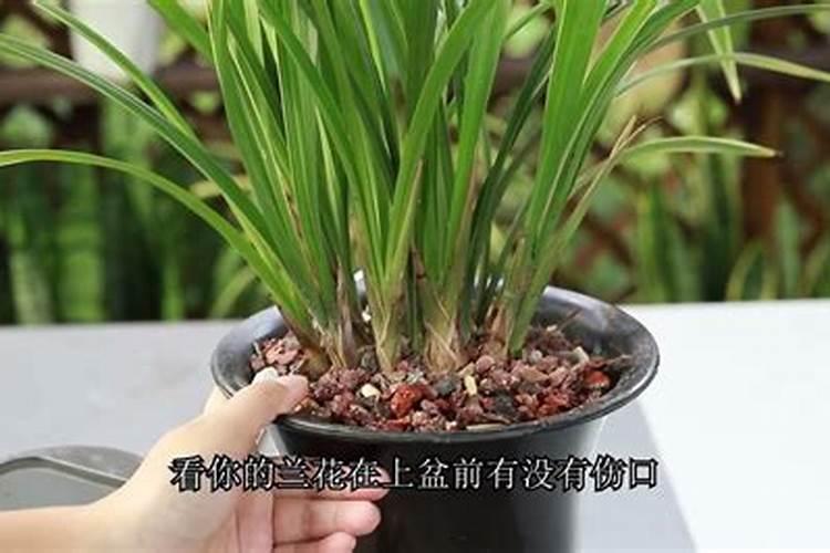 兰花叶面肥可以喷新苗吗？