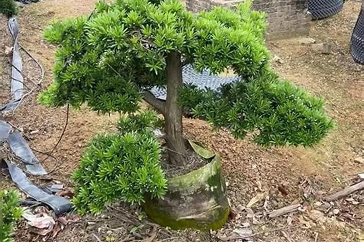 罗汉松矮化增粗,追施复合肥并喷洒矮壮素
