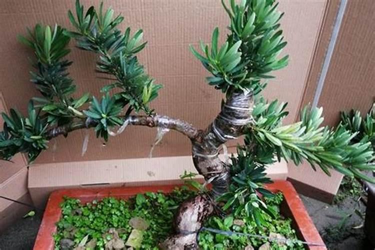 罗汉松矮化增粗,追施复合肥并喷洒矮壮素
