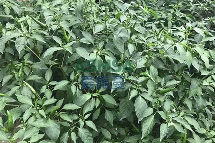 辣椒开花结果需要施什么肥