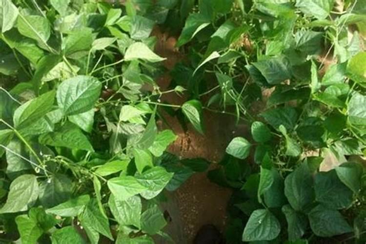 四季豆怎么种才茂盛 四季豆怎么种