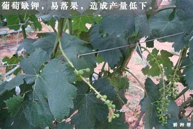 葡萄肥害如何解救