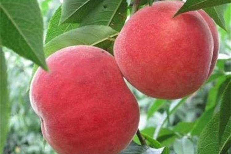 桃树新树怎样施肥最好