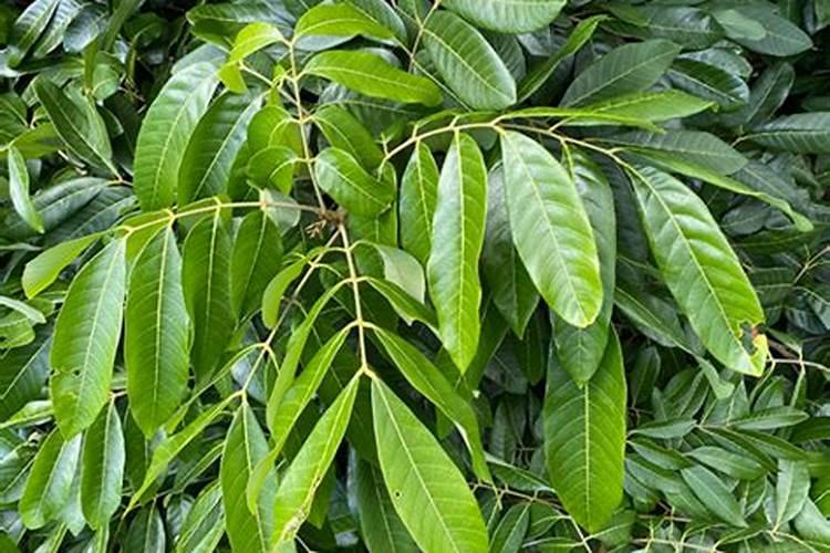 龙眼开花怎样管理