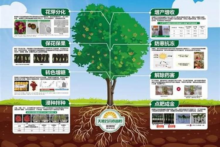 苹果树套装后喷芸苔素可以吗