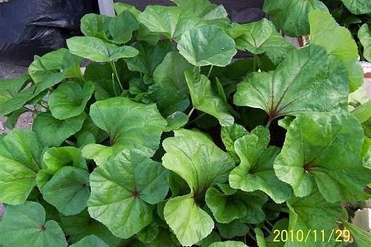 秋冬季节在阳台上面种蔬菜,哪些品种耐寒又好种？