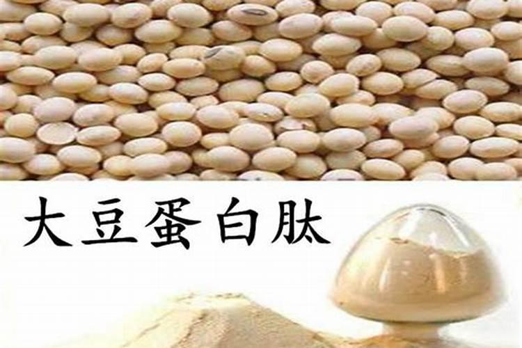 完全蛋白质有哪些