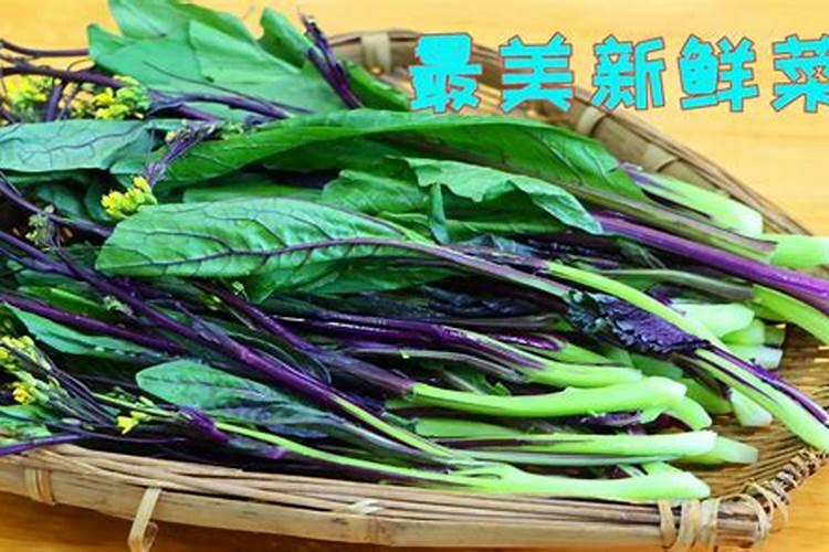 为什么红菜苔只长叶子不长苔