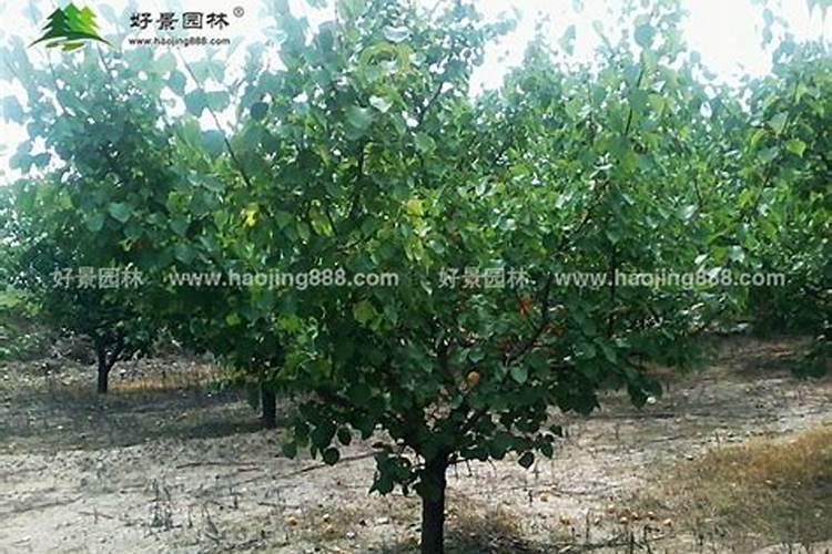硫酸钾型复合肥给杏树施肥离多远？