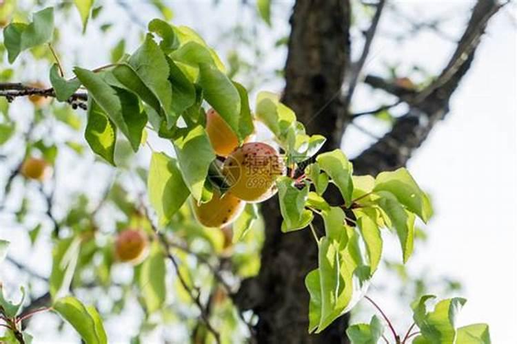 杏树在什么时期需要追肥？