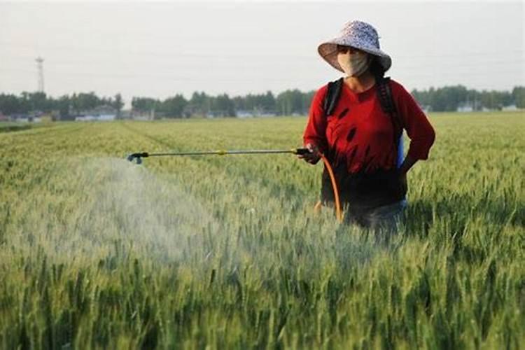 谷子受粉后能不能打磷酸二氢钾？