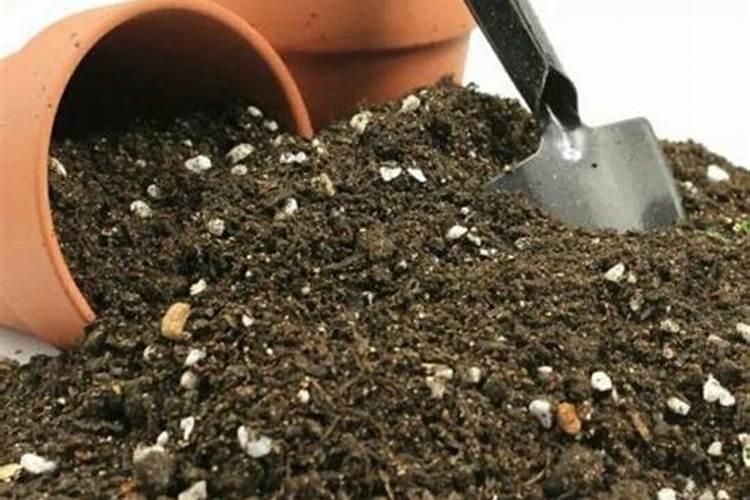 茉莉花追肥用什么肥料好