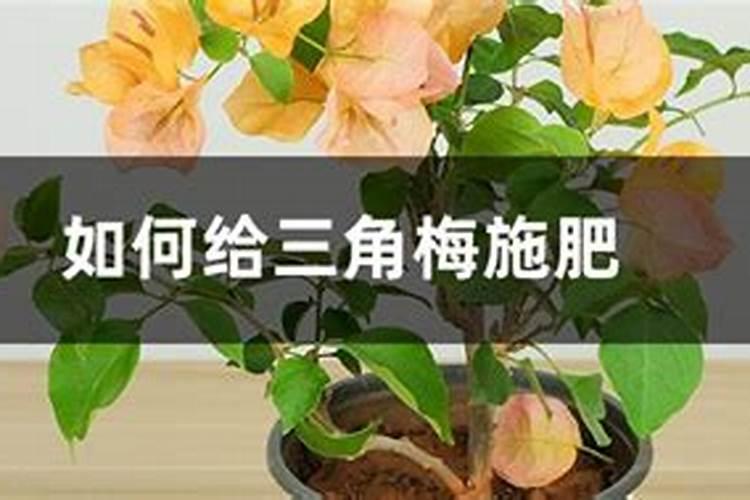 三角梅施什么肥好