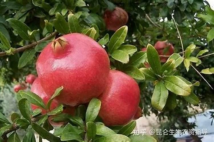 种石榴要用什么肥才结果