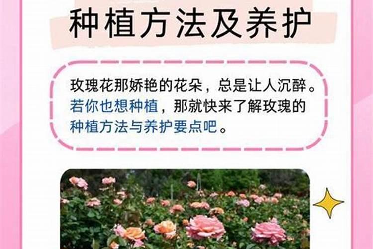 阳光葡萄冬季施肥方法 冬季的葡萄要怎么施肥