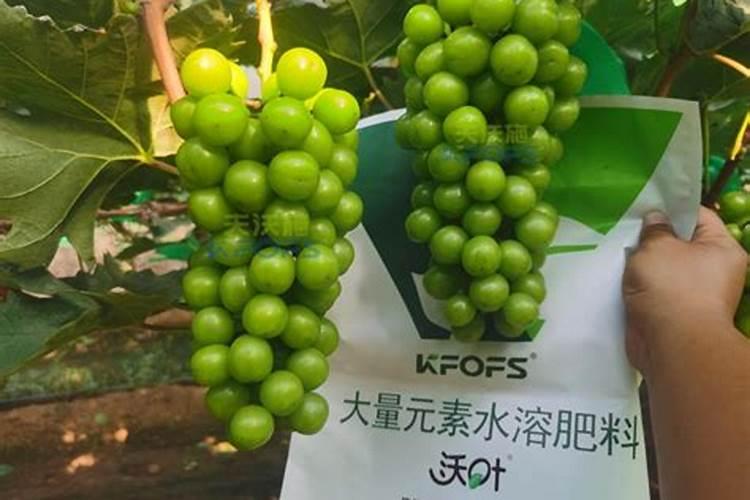 冬季的葡萄要怎么施肥 阳光葡萄冬季施肥方法
