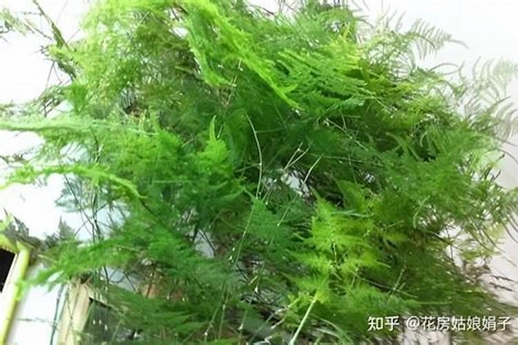 文竹浇什么肥最好
