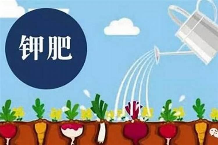 盆栽花怎样用钾肥(钾肥浇花)