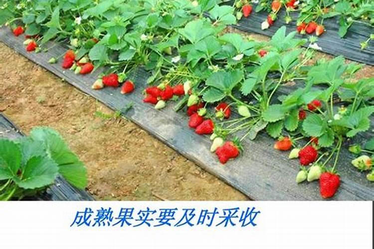 草莓苗如何种植 怎么进行水肥管理