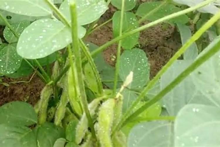 黄豆开花期需要施什么肥