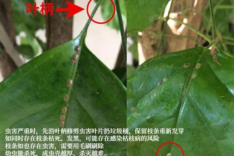 大薯的栽培方法