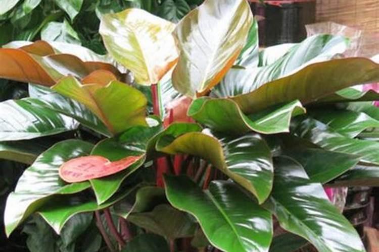 如何做好园林绿化养护工作？