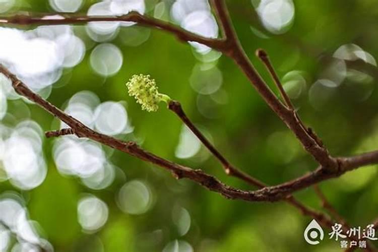 什么时候是种植桑葚的最佳时间？