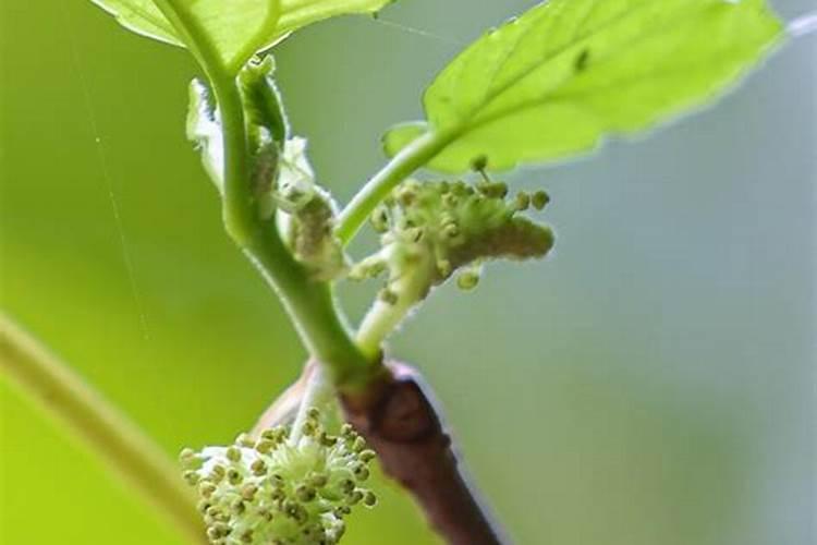 桑葚几年开花和结果