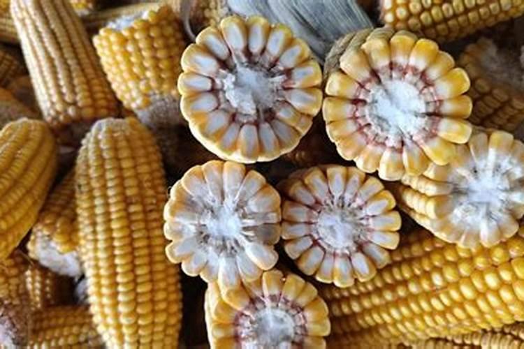 玉米需要什么样的含量肥料