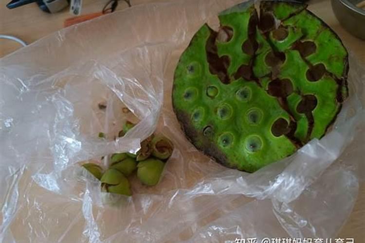 睡莲追肥用什么肥料好？