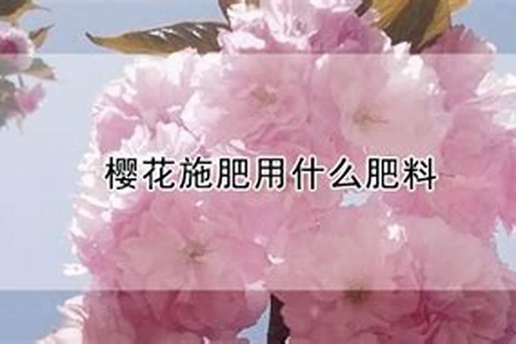 樱花树可以用果树肥料吗？