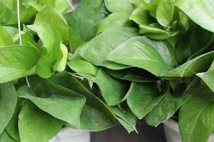 绿萝换土时间和方法,换土后养护措施及注意事项