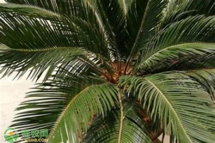 水培绿萝用什么肥料