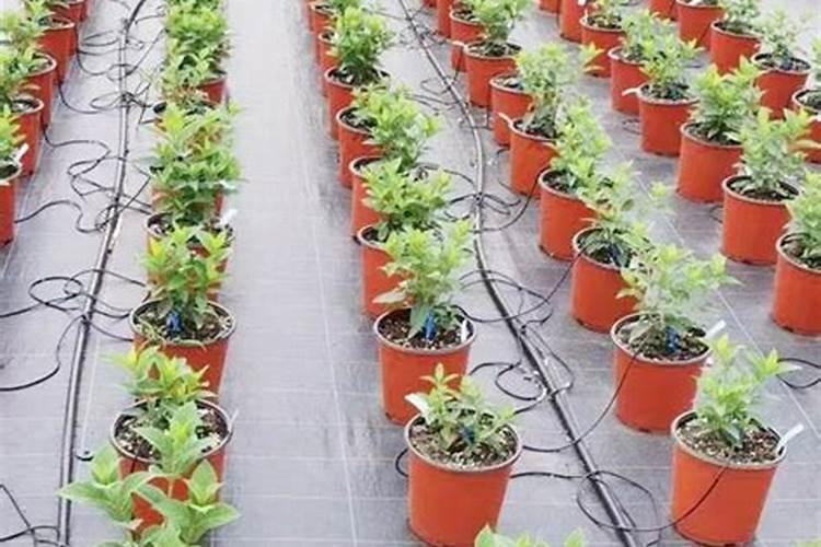 矮型四季菊土质及水肥