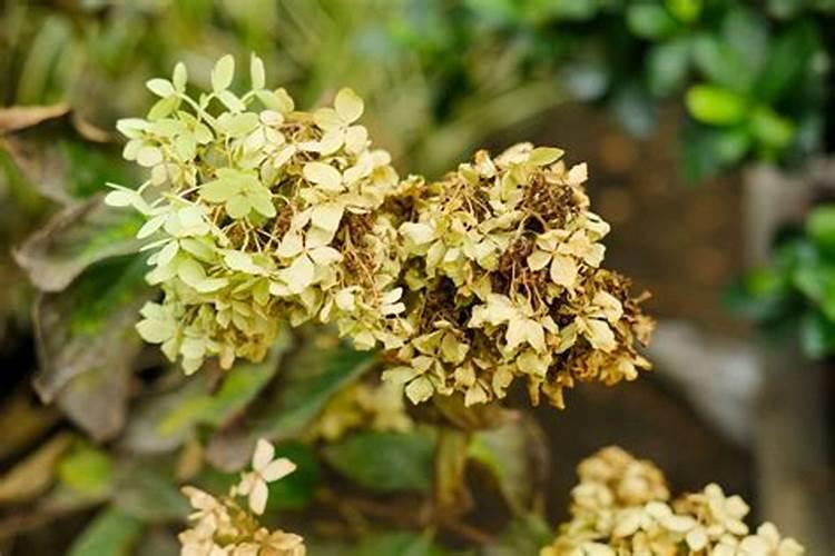 怎样促进荔枝花芽分化