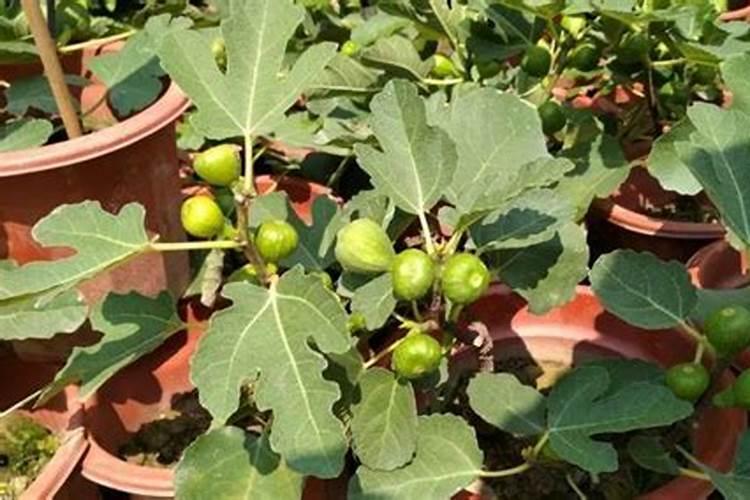 无花果树怎么结果多