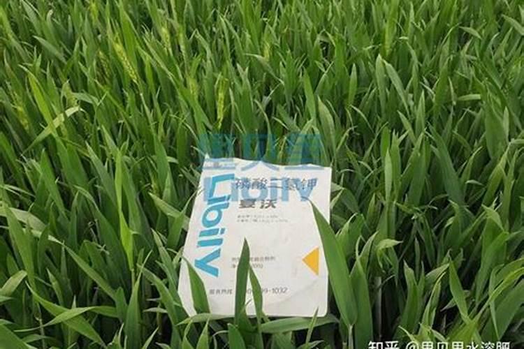 小麦防冻专用叶面肥 小麦防冻措施