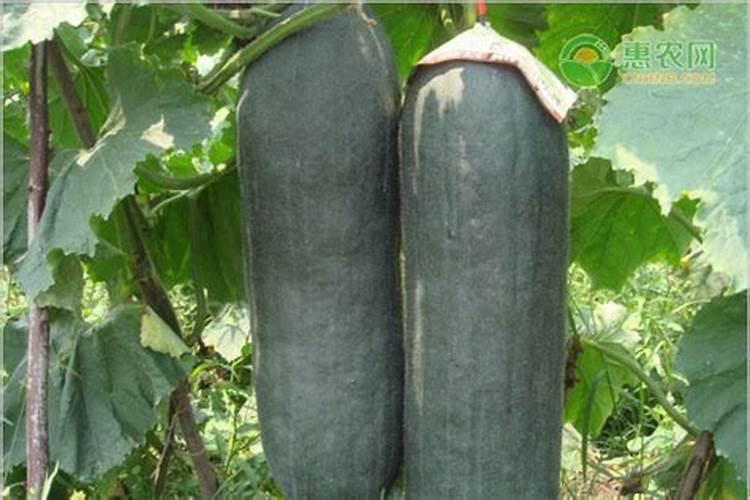 给黑皮冬瓜冲施磷酸二氢钾,能不能让它多结果呢？