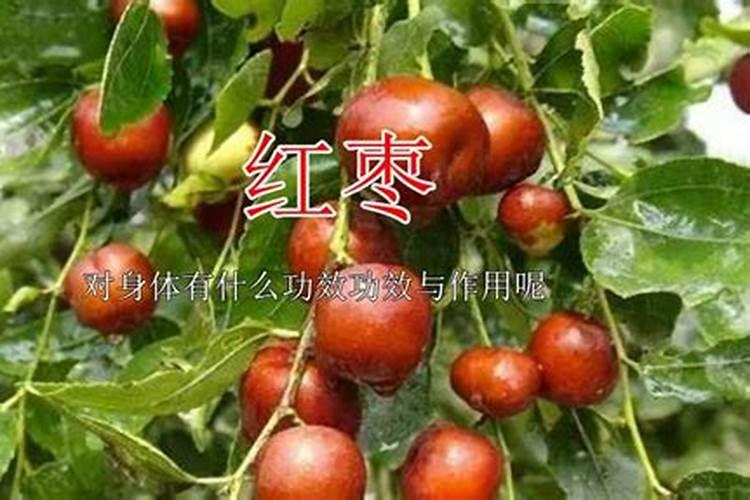 大枣要怎么种才甜 大枣要如何种才甜
